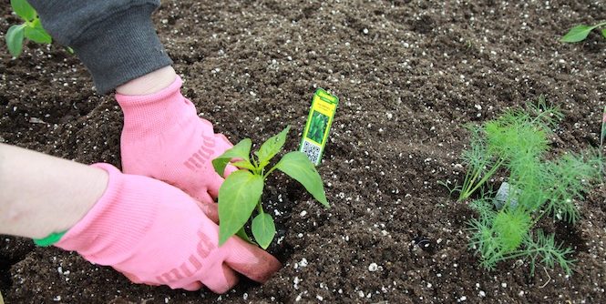 Planting a Garden