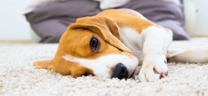 Can Regular Carpet Cleaning Benefit The Health Of Your Family?