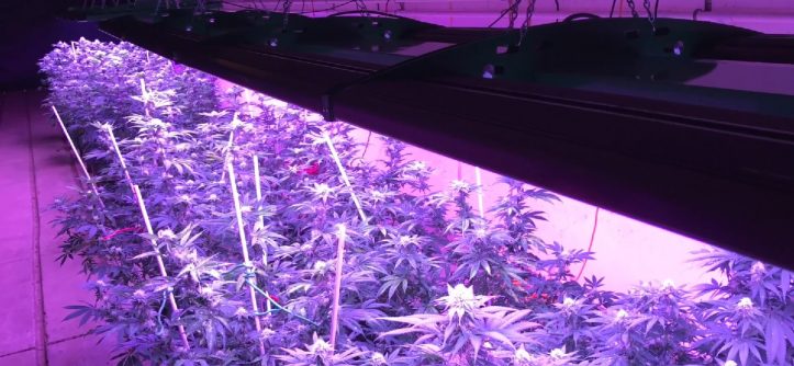 Top 4 benefits of grow lights Toronto