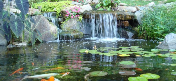 A Sight To Behold: Read These 4 Pond Cleaning Tips To Keep Your Pond Clean At All Times